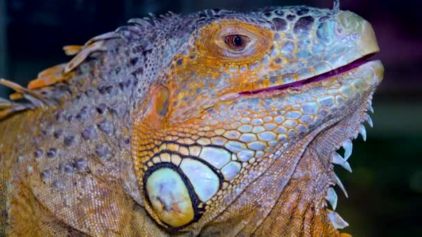 Κοντινό Πλάνο Πράσινο Ιγκουάνα Κοινό Ιγκουάνα Iguana Iguana — Αρχείο Βίντεο