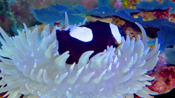 Καραβίδες Anemonefish Amphiprion Polymnus Συμβίωση Ψαριών Και Ανεμώνων — Αρχείο Βίντεο
