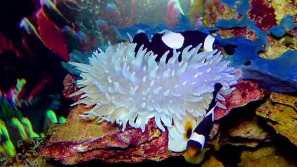 Klauni Anemonefish Amphiprion Polymnus Symbióza Ryb Sasanek — Stock video