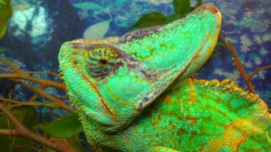 Peçeli bukalemun (Chamaeleo calyptratus), bukalemungiller (Chamaeleonidae) familyasından bir bukalemun türü.