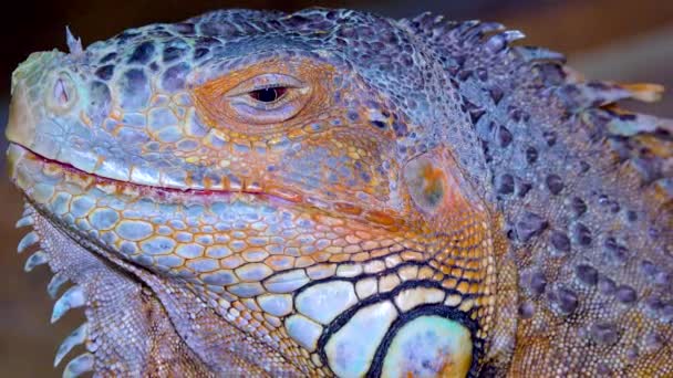 Κοντινό Πλάνο Πράσινο Ιγκουάνα Κοινό Ιγκουάνα Iguana Iguana — Αρχείο Βίντεο