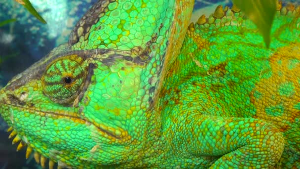 Veiled Chameleon Chamaeleo Calyptratus Species Chameleon Chamaeleonidae Native Arabian Peninsula — Stock Video