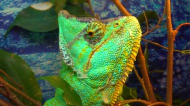 Peçeli bukalemun (Chamaeleo calyptratus), bukalemungiller (Chamaeleonidae) familyasından bir bukalemun türü.