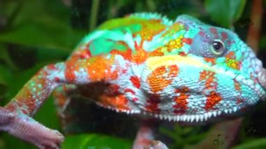 Zarif bukalemun (Chamaeleo gracilis), teraryumdaki heyecan sahnesinde çok renkli bukalemun.