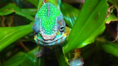 Zarif bukalemun (Chamaeleo gracilis), teraryumdaki heyecan sahnesinde çok renkli bukalemun.