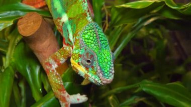 Zarif bukalemun (Chamaeleo gracilis), teraryumdaki heyecan sahnesinde çok renkli bukalemun.