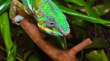 Zarif bukalemun (Chamaeleo gracilis), teraryumdaki heyecan sahnesinde çok renkli bukalemun.