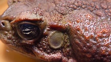 Kadife kurbağası (Rhinella marinası), bir kurbağa kafasının yakın çekimi