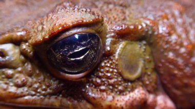 Kadife kurbağası (Rhinella marinası), bir kurbağa kafasının yakın çekimi