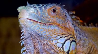 Baş yakın plan Yeşil iguana, yaygın iguana (iguana iguana))