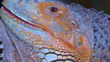 Baş yakın plan Yeşil iguana, yaygın iguana (iguana iguana))