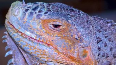 Baş yakın plan Yeşil iguana, yaygın iguana (iguana iguana))