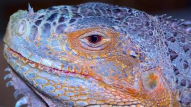 Baş yakın plan Yeşil iguana, yaygın iguana (iguana iguana))