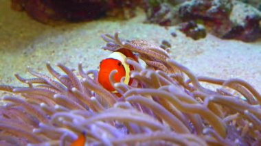 Palyaço balığı (Amphiprion ocellaris) anemonların dokunaçları, balık ve anemonların ortak yaşamı arasında yüzer.