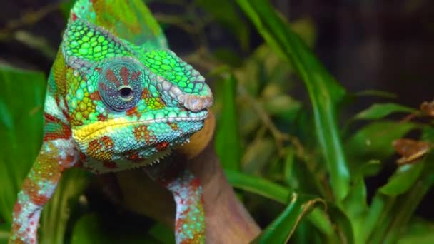 Elegantní Chameleon Chamaeleo Gracilis Pestrobarevný Chameleon Stadiu Vzrušení Teráriu — Stock video