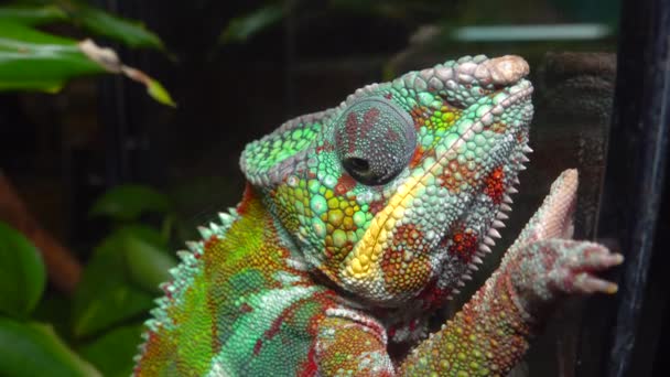 Изящный Хамелеон Chamaeleo Gracilis Разноцветный Хамелеон Стадии Волнения Террариуме — стоковое видео