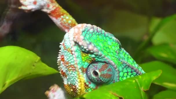 Camaleão Gracioso Chamaeleo Gracilis Camaleão Multicolorido Fase Excitação Terrário — Vídeo de Stock