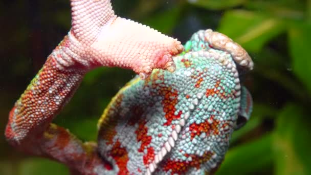 优雅的变色龙 Chamaeleo Gracilis 多彩的变色龙在水族馆兴奋的舞台上 — 图库视频影像