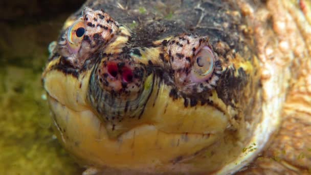 Close Head Snapping Turtle Chelydra Serpentina Terrarium — 비디오