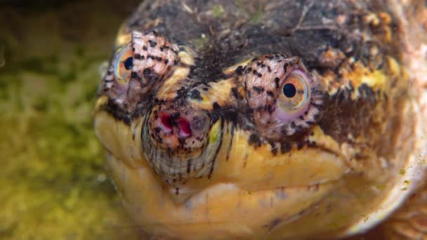 Close Head Snapping Turtle Chelydra Serpentina Terrarium — Stock Video