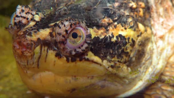 Närbild Huvud Snapping Turtle Chelydra Serpentina Terrarium — Stockvideo
