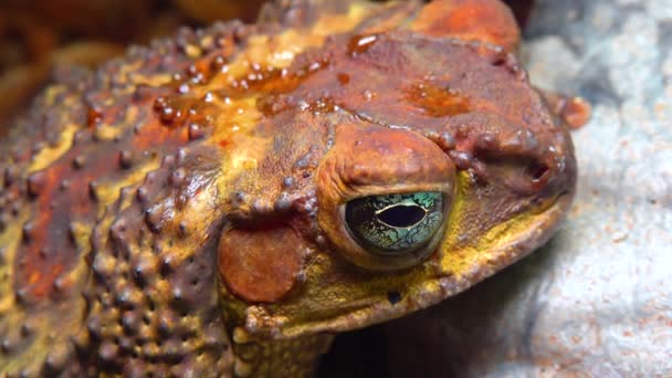 Cane Toad Rhinella Marina 두꺼비의 머리를 클로즈업 — 비디오