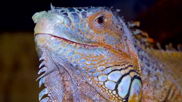 头像特写绿鬣蜥 常见的鬣蜥 伊瓜纳鬣蜥 — 图库视频影像