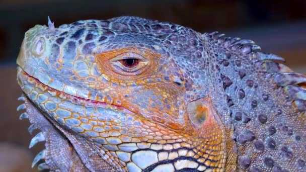 Chef Närbild Den Gröna Leguanen Vanlig Leguan Iguana Leguana — Stockvideo