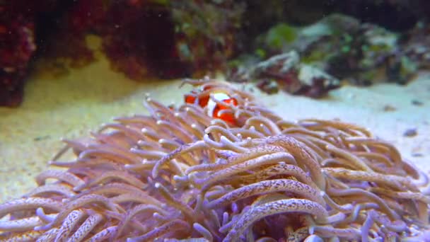 Pesci Pagliaccio Anemonefish Amphiprion Ocellaris Nuotano Tra Tentacoli Degli Anemoni — Video Stock