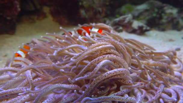 Pez Payaso Anemonefish Amphiprion Ocellaris Nadan Entre Los Tentáculos Las — Vídeo de stock