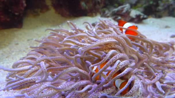 Clown Fish Anemonefish Amphiprion Ocellaris Swim Tentacles Anemones Symbiosis Fish — Stock Video