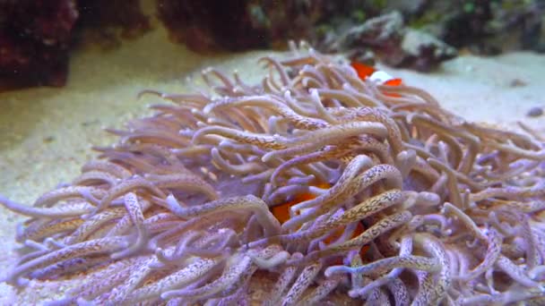 Pesci Pagliaccio Anemonefish Amphiprion Ocellaris Nuotano Tra Tentacoli Degli Anemoni — Video Stock
