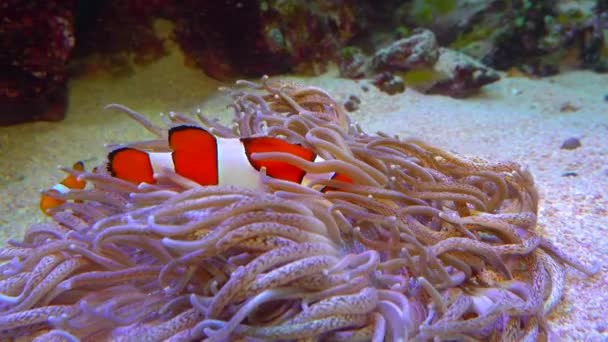 Clown Fish Anemonefish Amphiprion Ocellaris Zwemmen Tussen Tentakels Van Anemonen — Stockvideo