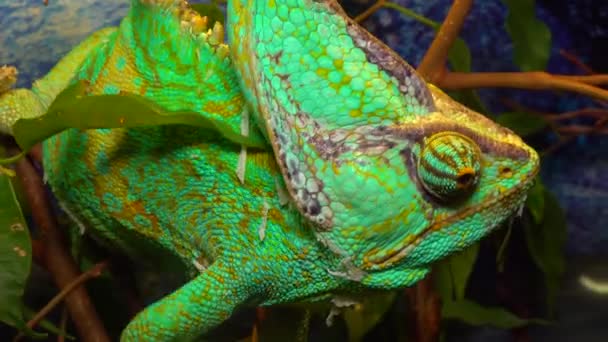 Kameleon Welurowy Chamaeleo Calyptratus Gatunek Kameleona Chamaeleonidae Pochodzącego Półwyspu Arabskiego — Wideo stockowe