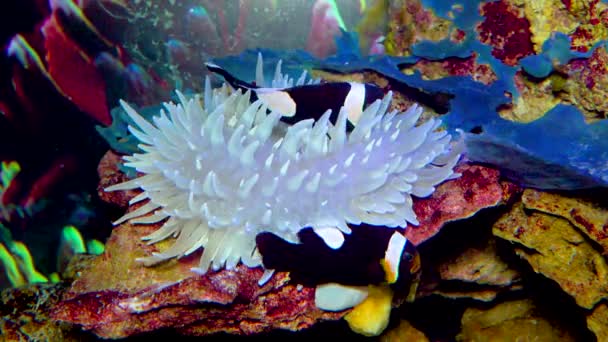 Peixe Palhaço Anemonefish Amphiprion Polymnus Simbiose Peixes Anémonas — Vídeo de Stock
