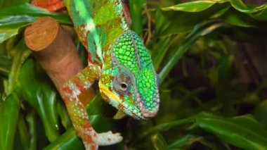 Zarif bukalemun (Chamaeleo gracilis), teraryumdaki heyecan sahnesinde çok renkli bukalemun.