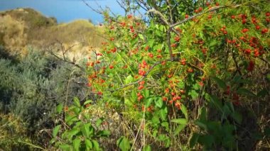 Steppe manzarası, yazın Tiligul nehrinin kıyısında yabani kuşkonmaz tohumlu kırmızı böğürtlen, Ukrayna