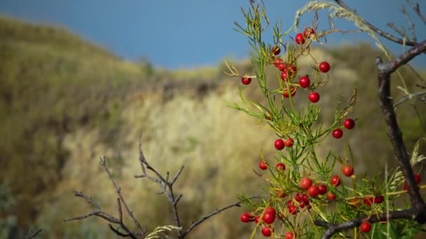 Steppe Landscape Red Berries Seeds Wild Asparagus Bank Tiligul Estuary — Wideo stockowe