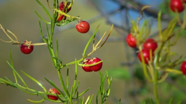 Steppe Landscape Red Berries Seeds Wild Asparagus Bank Tiligul Estuary — Stockvideo