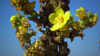 Sarı çiçekler büyük Mullein, büyük mullein veya yaygın mullein (Verbascum thapsus)