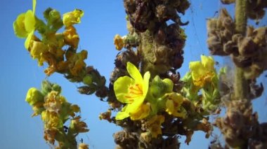 Sarı çiçekler büyük Mullein, büyük mullein veya yaygın mullein (Verbascum thapsus)