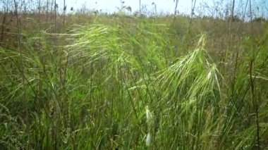 Steppe manzarası, Lessing 'in tüylü otları Ukrayna' nın Tiligul halklarının yamaçlarında mavi gökyüzüne karşı.