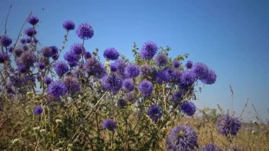 Güney globethistle (Echinops ritro), böcekler çiçeklerden nektar ve polen toplarlar.