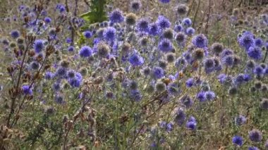 Güney globethistle (Echinops ritro), böcekler çiçeklerden nektar ve polen toplarlar.