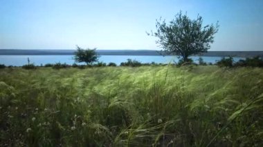 Steppe manzarası, Lessing 'in tüylü otları Ukrayna' nın Tiligul halklarının yamaçlarında mavi gökyüzüne karşı.