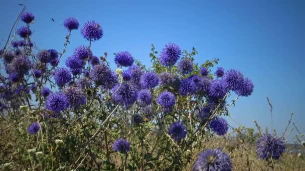 Southern Globethistle Echinops Ritro Insects Collect Nectar Pollen Flowers — Video