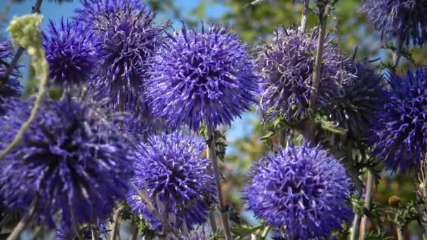 Southern Globethistle Echinops Ritro Insects Collect Nectar Pollen Flowers — Wideo stockowe