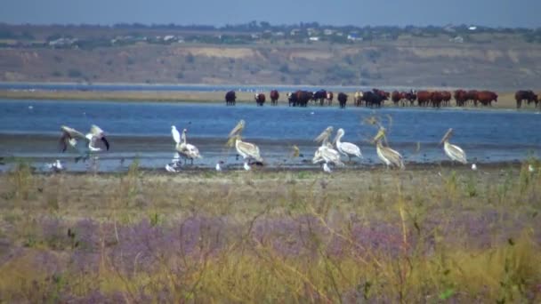 Пеликаны Берегу Тилигульского Устья Летом Украина — стоковое видео