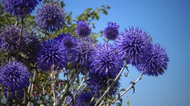 Southern Globethistle Echinops Ritro Insects Collect Nectar Pollen Flowers — Video