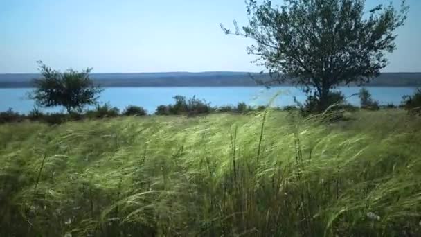 Steppe Landscape Lessing Feather Grass Blue Sky Slopes Tiligul Estuary — Vídeo de Stock